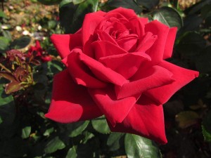 LOVING MEMORY (hybrid tea)